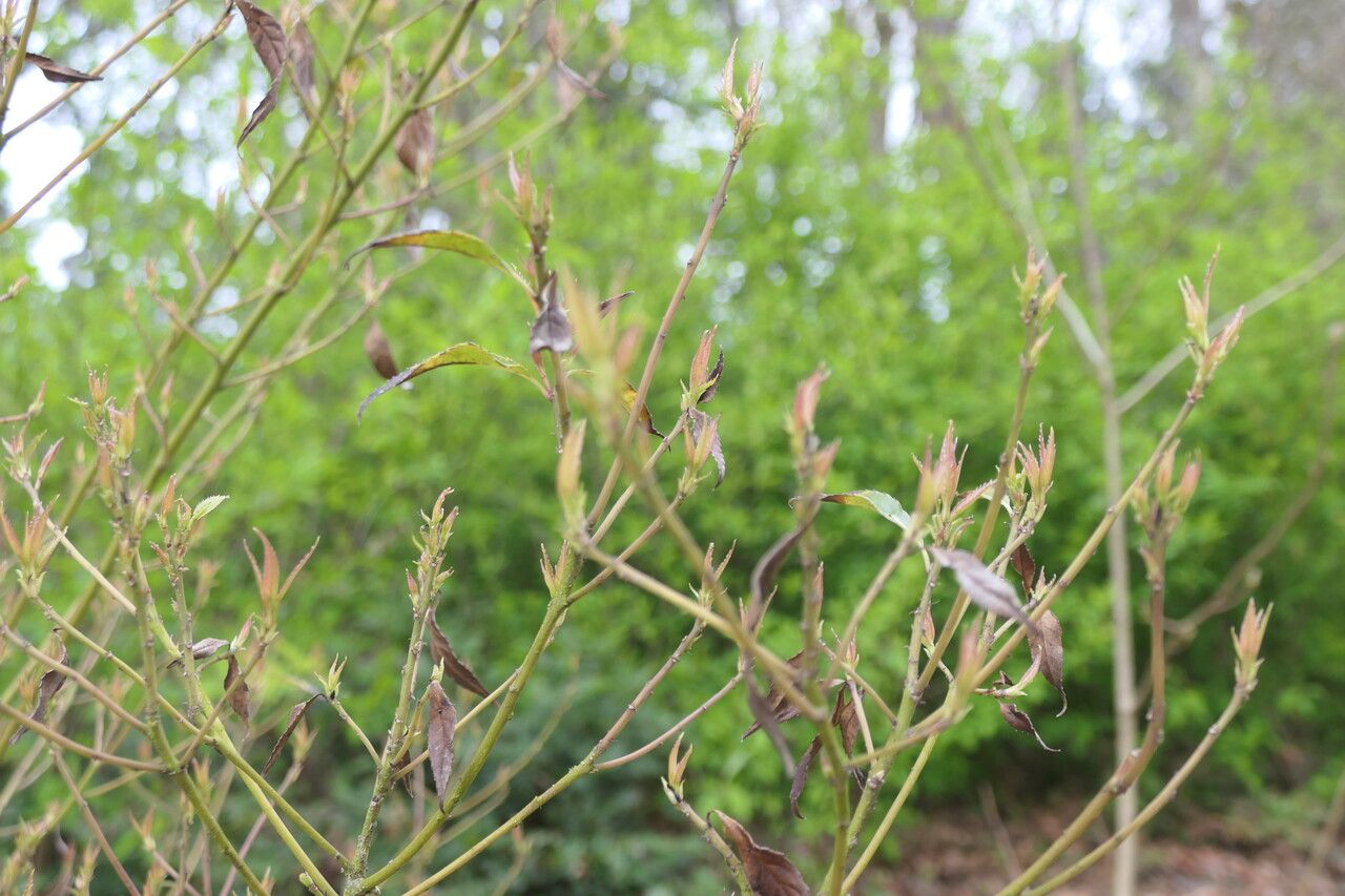 Helwingia chinensis habit