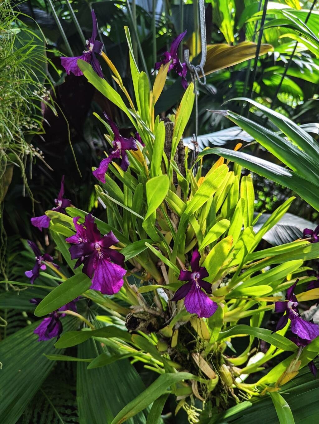 Miltonia moreliana habit