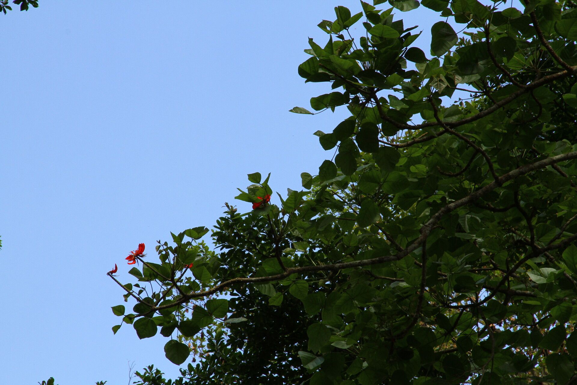 Erythrina droogmansiana habit
