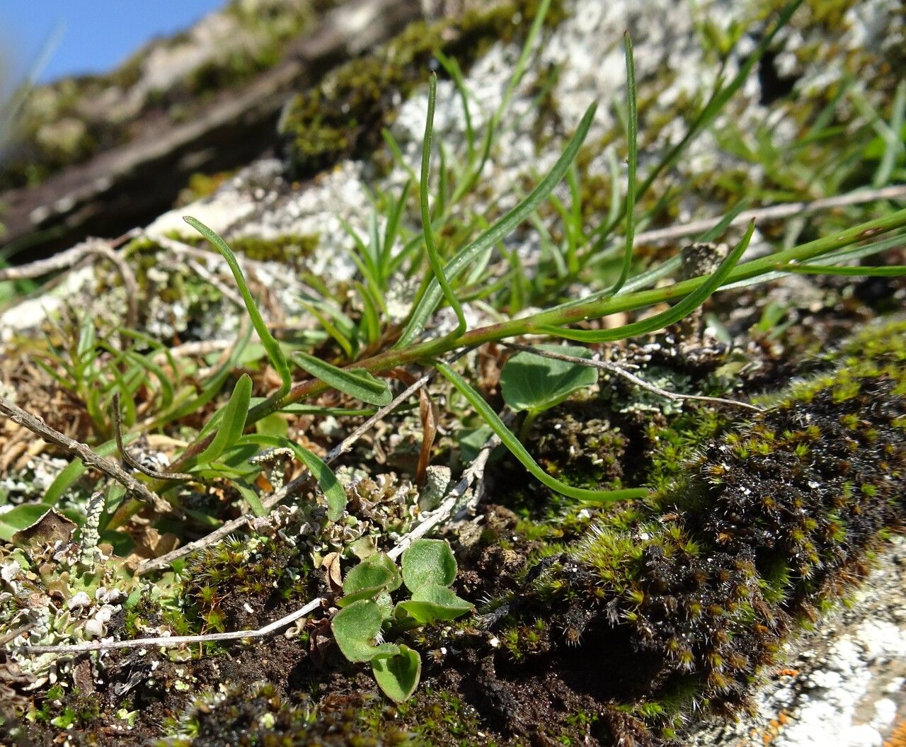 Campanula rotundifolia — search result for 'Sweden'