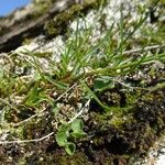 Campanula rotundifolia