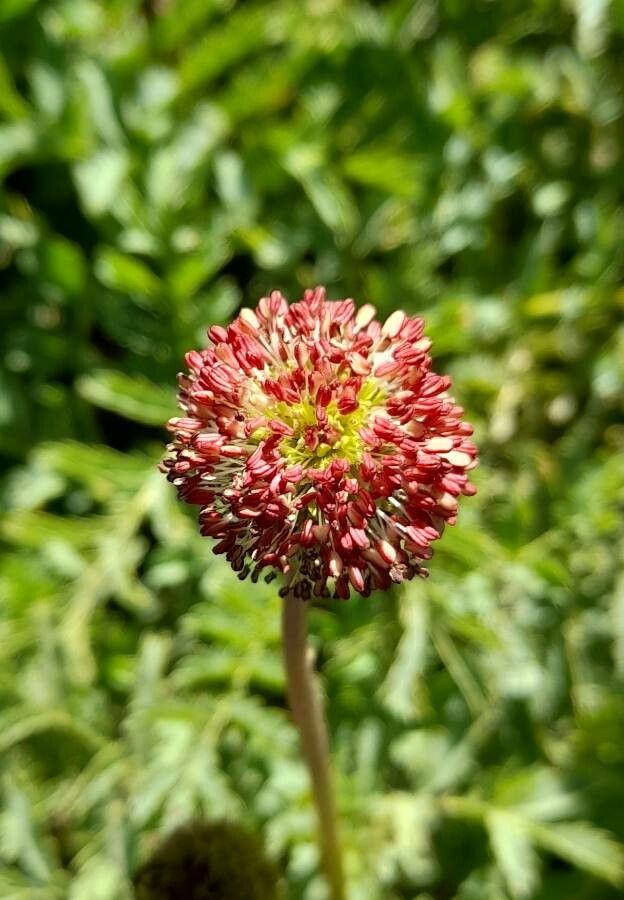 Acaena magellanica flower