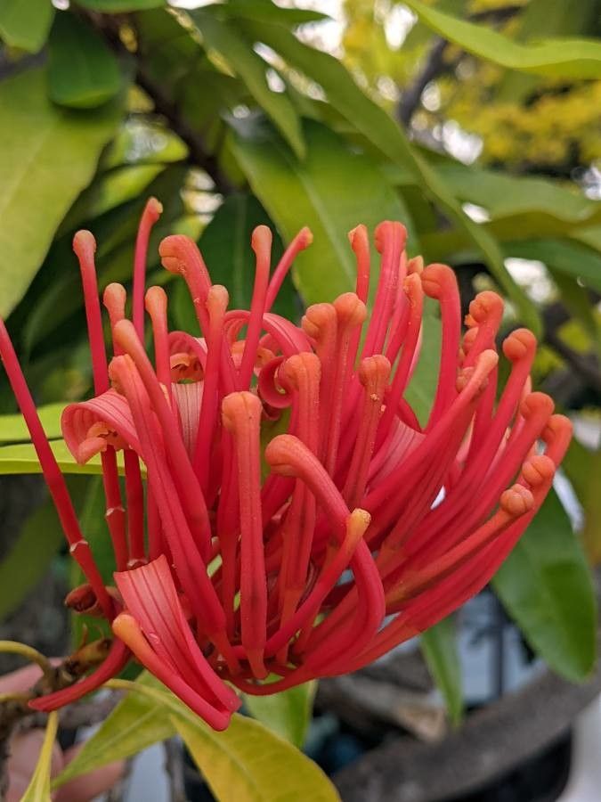 Alloxylon flammeum flower