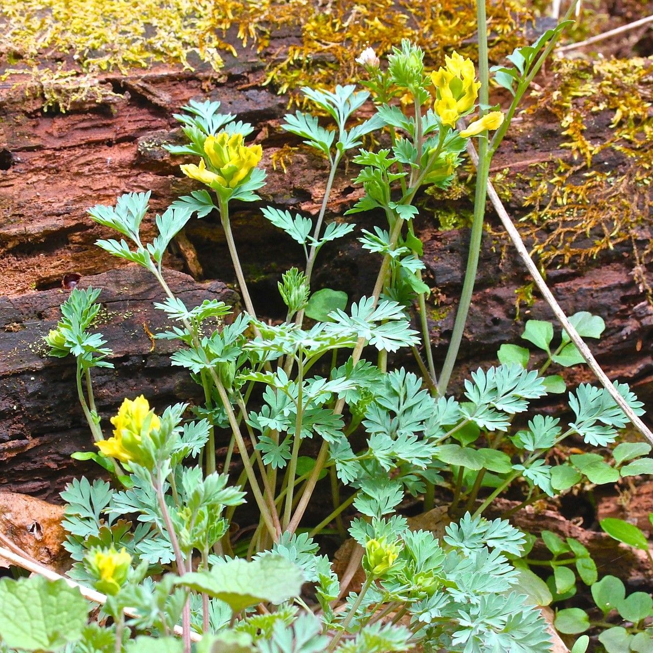 Corydalis flavula habit