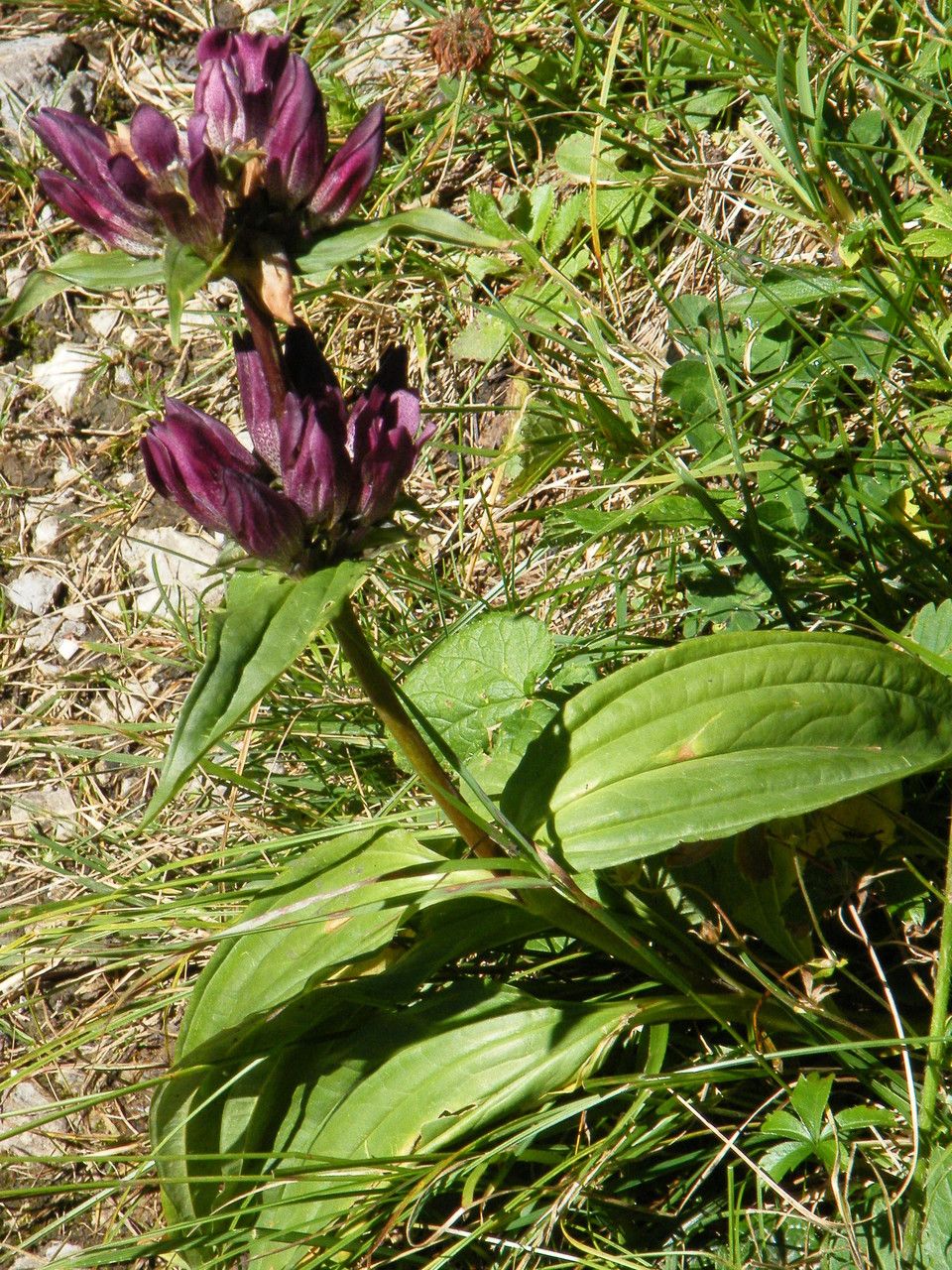 Gentiana pannonica — search result for 'Gentiana'