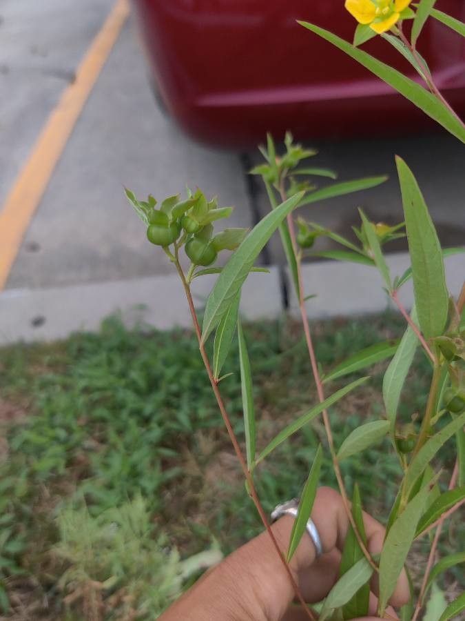 Ludwigia alternifolia fruit