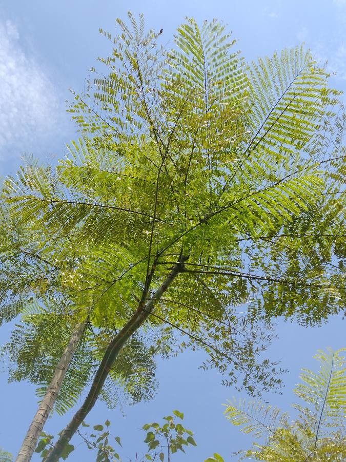 Schizolobium parahyba leaf