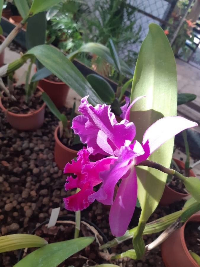 Cattleya jenmanii — search result for 'Guyana'