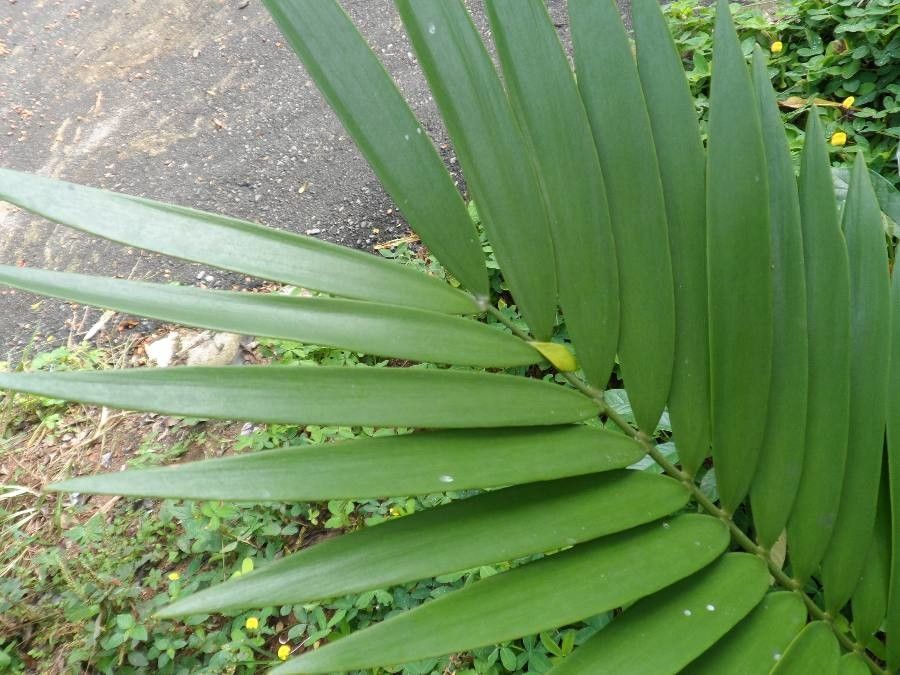 Zamia encephalartoides leaf