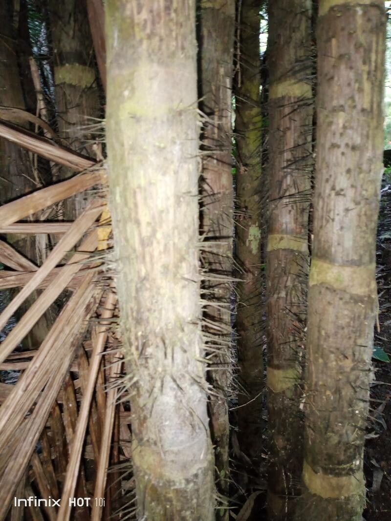 Astrocaryum alatum — search result for 'Honduras'