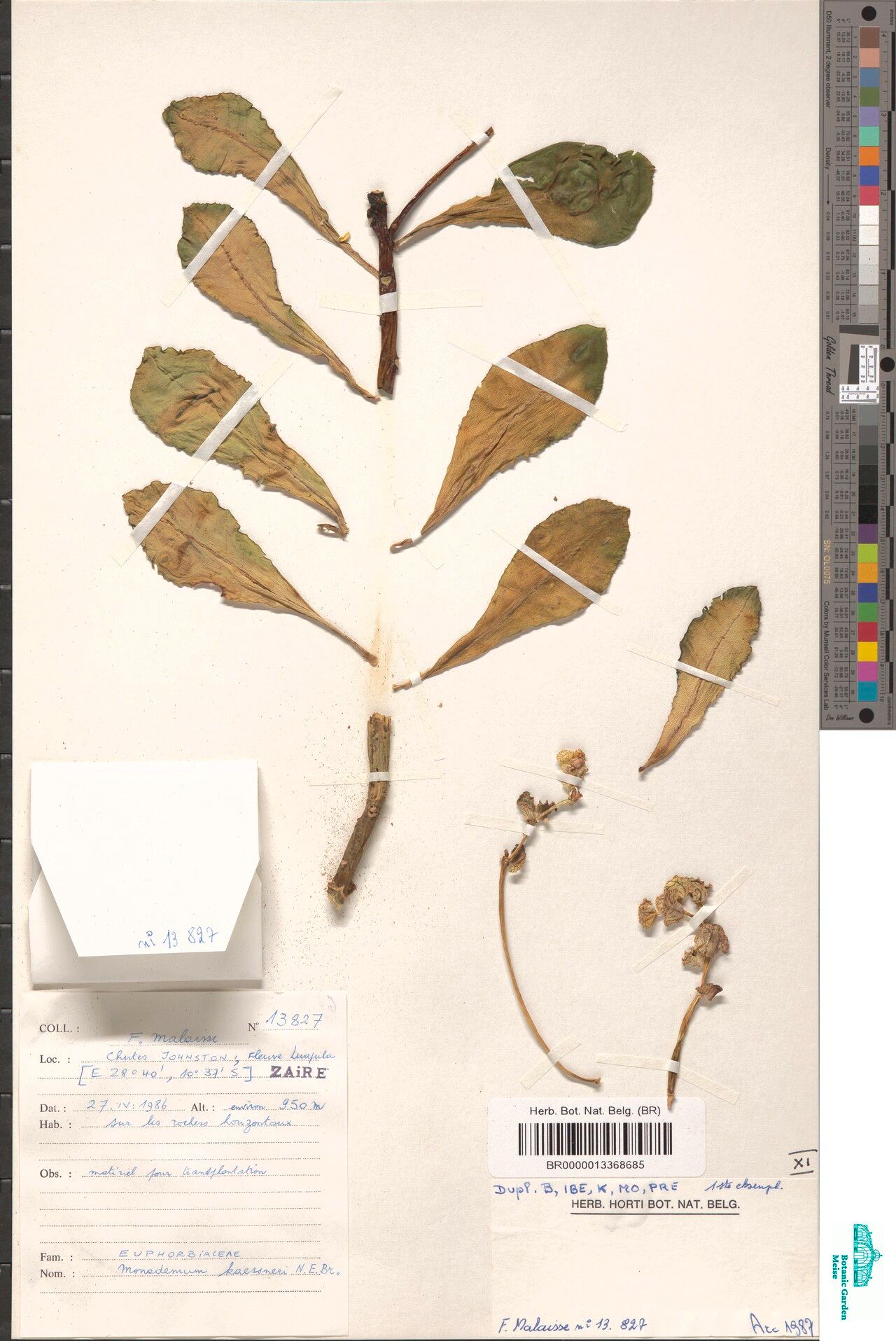 Euphorbia neokaessneri — houseplant care guide