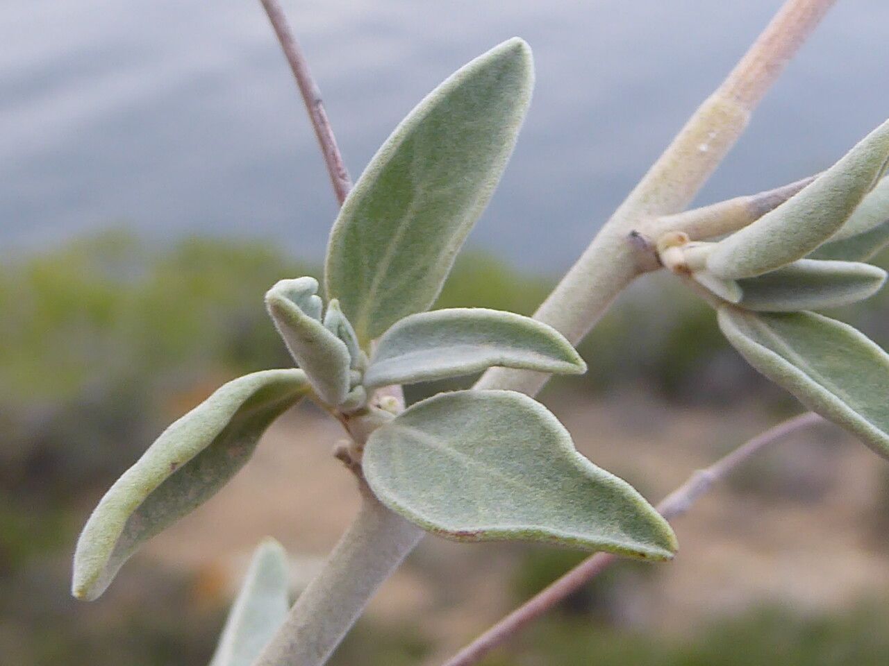 Anthyllis cytisoides — search result for 'Anthyllis'