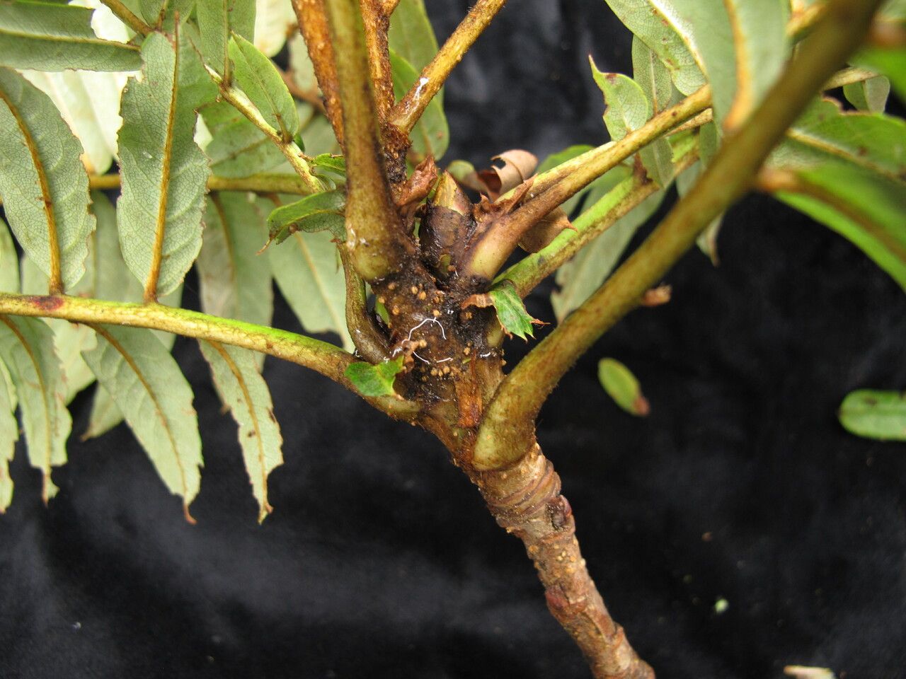 Sorbus arachnoidea habit