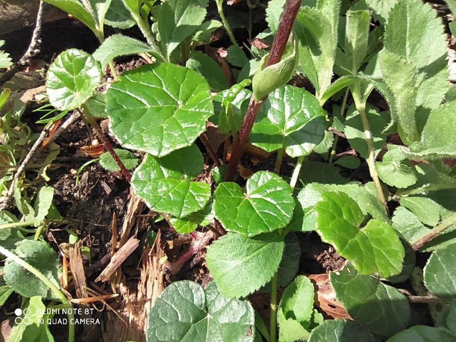 Homogyne alpina — houseplant care guide