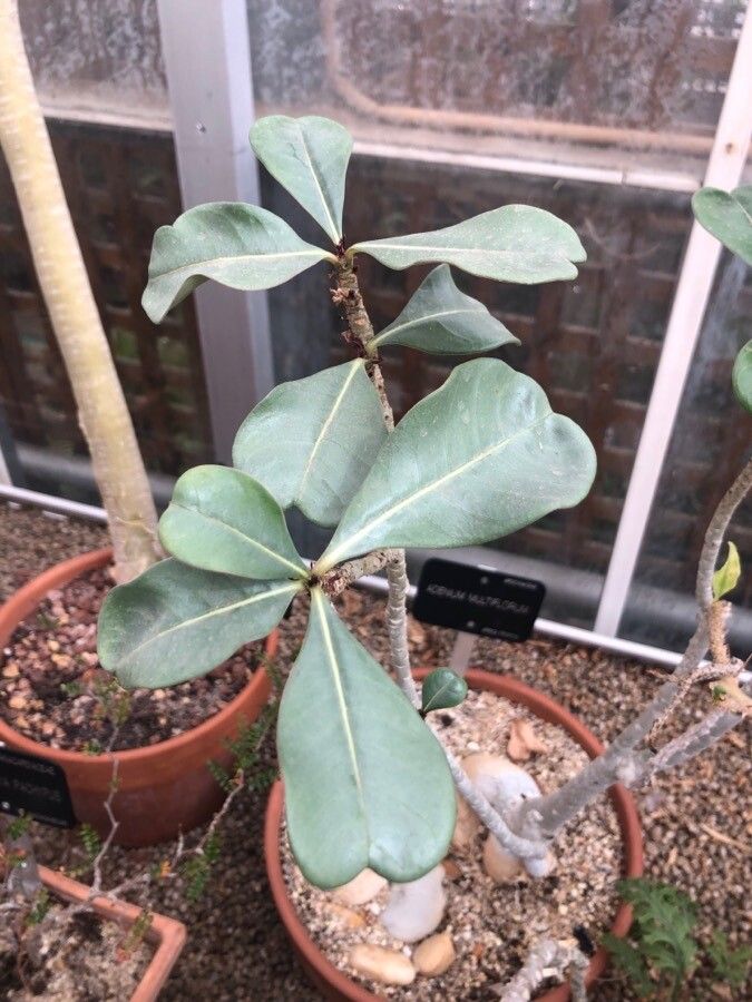 Adenium multiflorum leaf