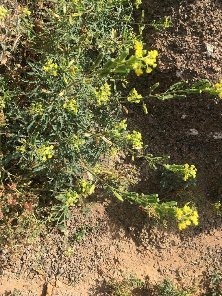 Reseda lancerotae flower