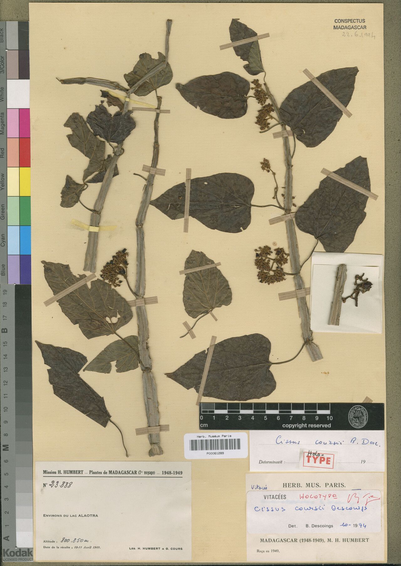 Cissus coursii — houseplant care guide