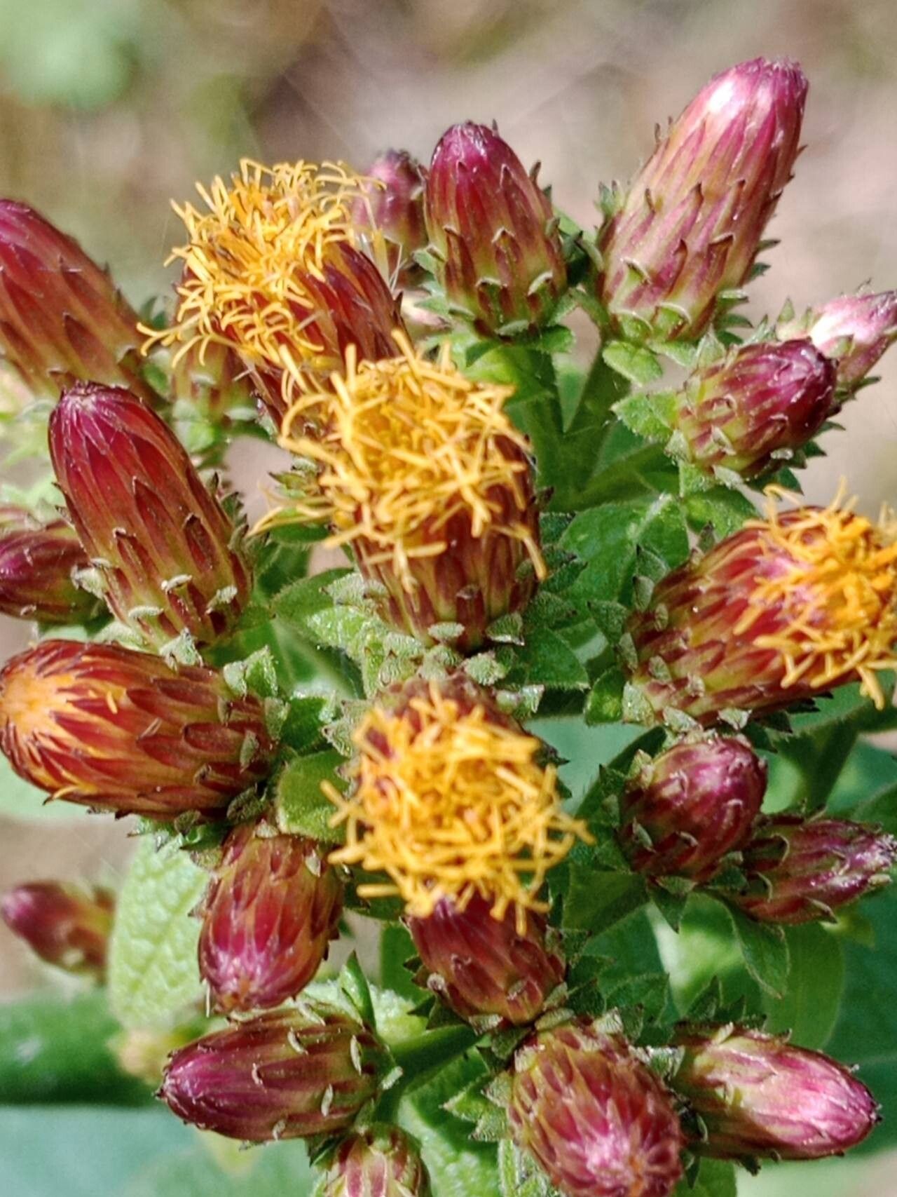 Pentanema squarrosum flower