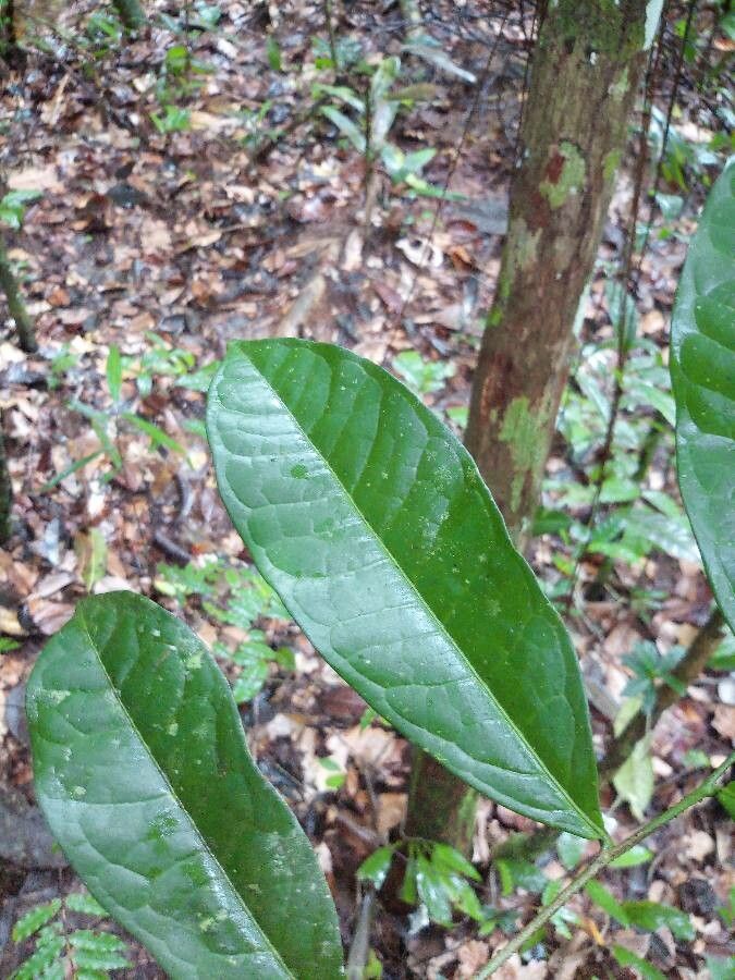 Cymbopetalum brasiliense — related species from the same genus