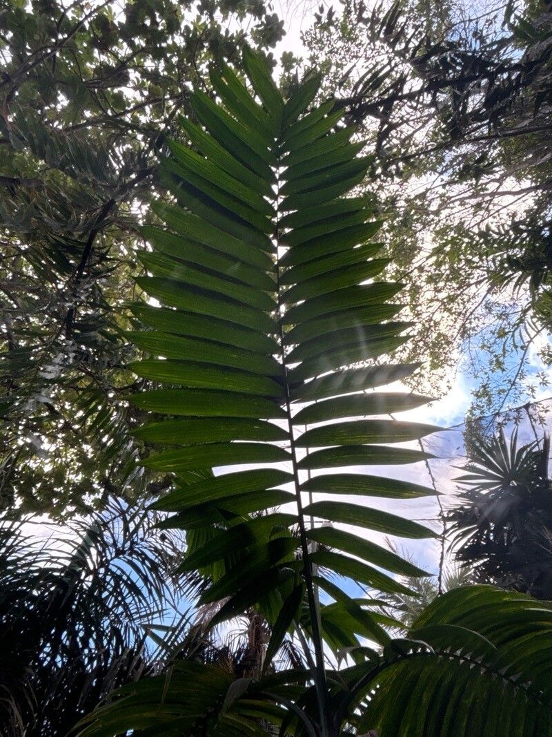 Chamaedorea linearis — search result for 'Chamaedorea'