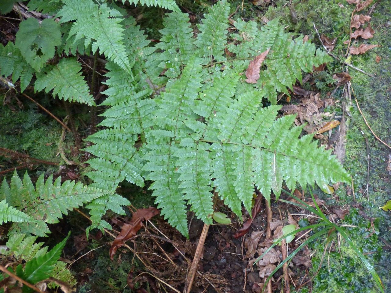 Dryopteris squamiseta — search result for 'Dryopteris'