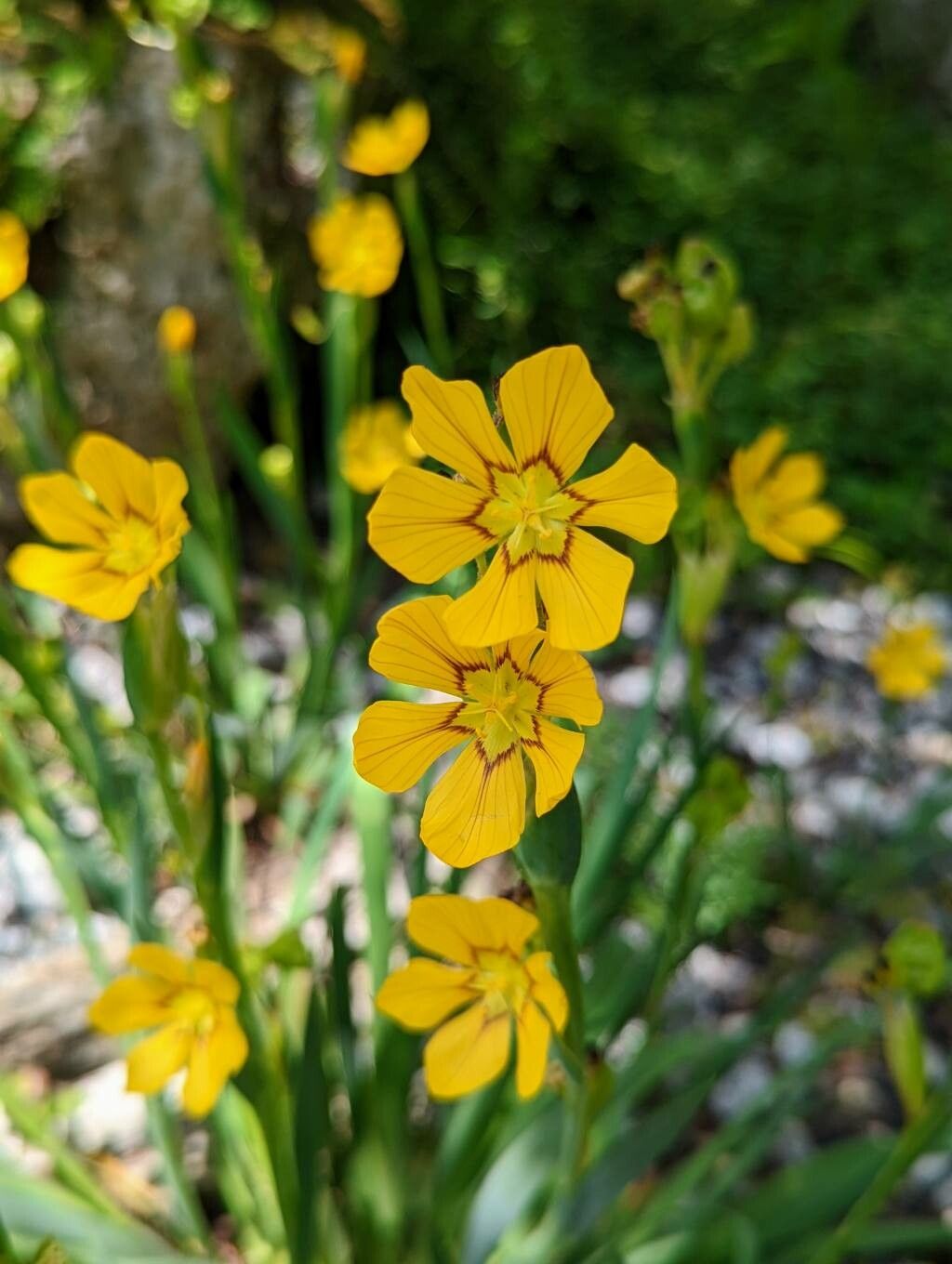 Sisyrinchium macrocarpum flower