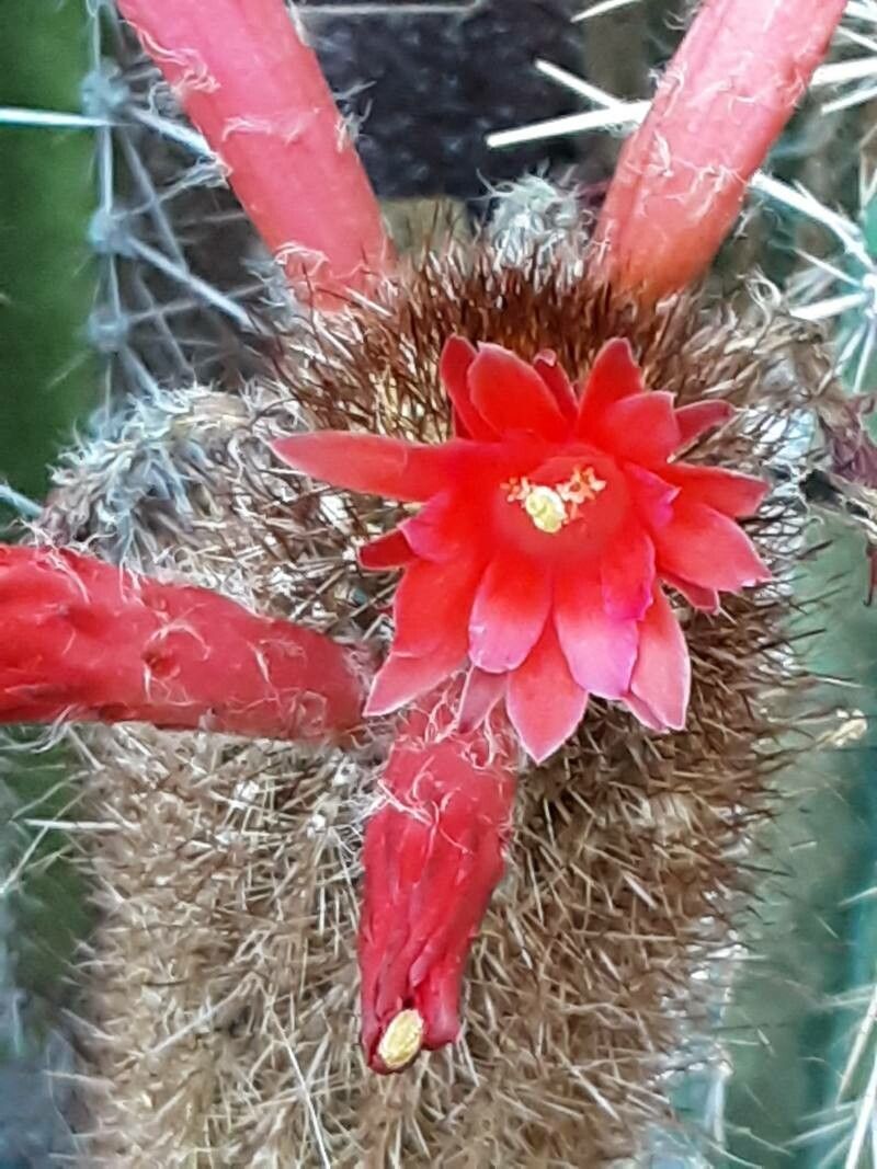Cleistocactus buchtienii flower
