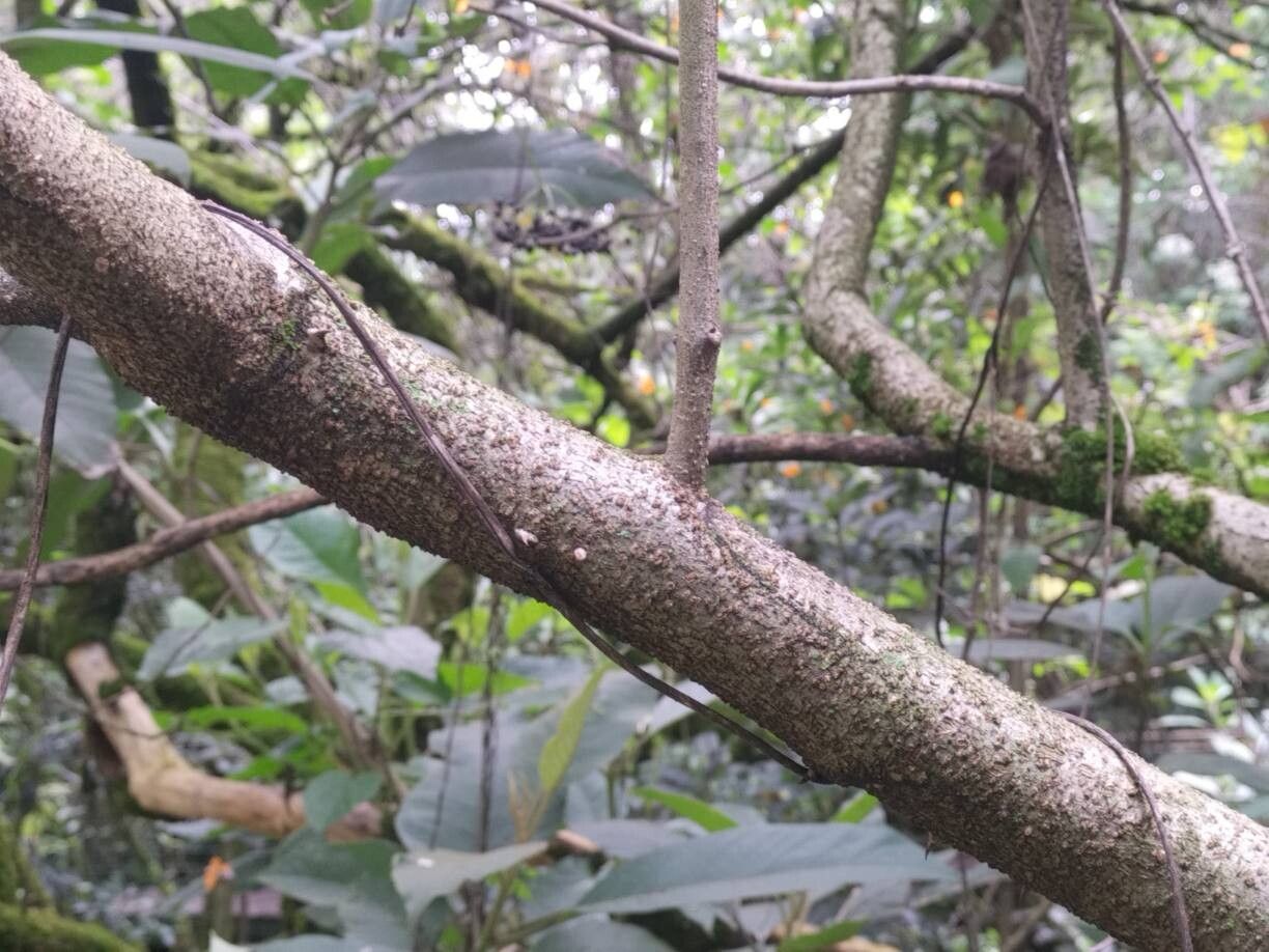 Solanum stellatiglandulosum bark