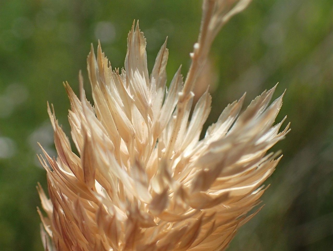 Phalaris coerulescens fruit