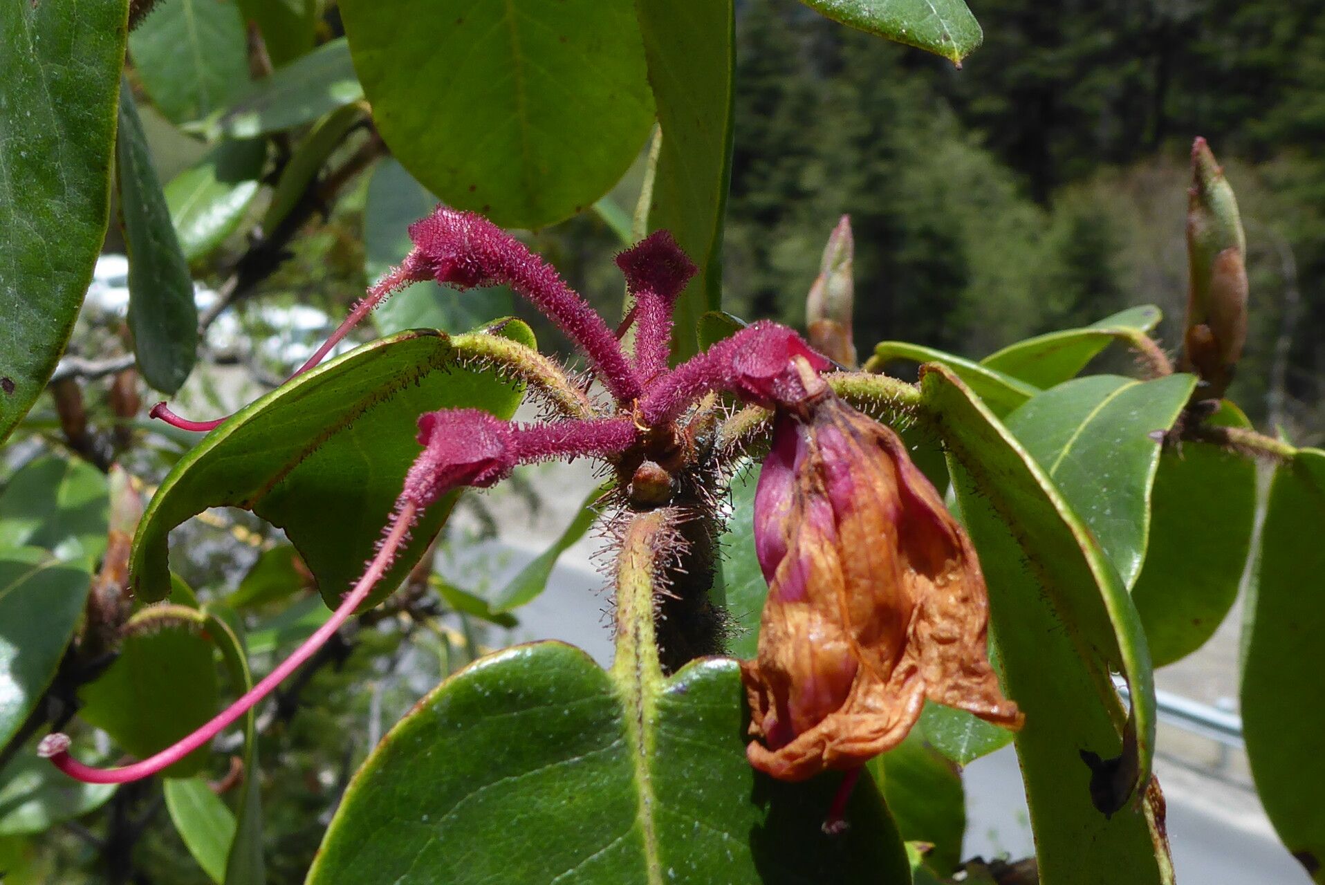 Rhododendron hirtipes fruit