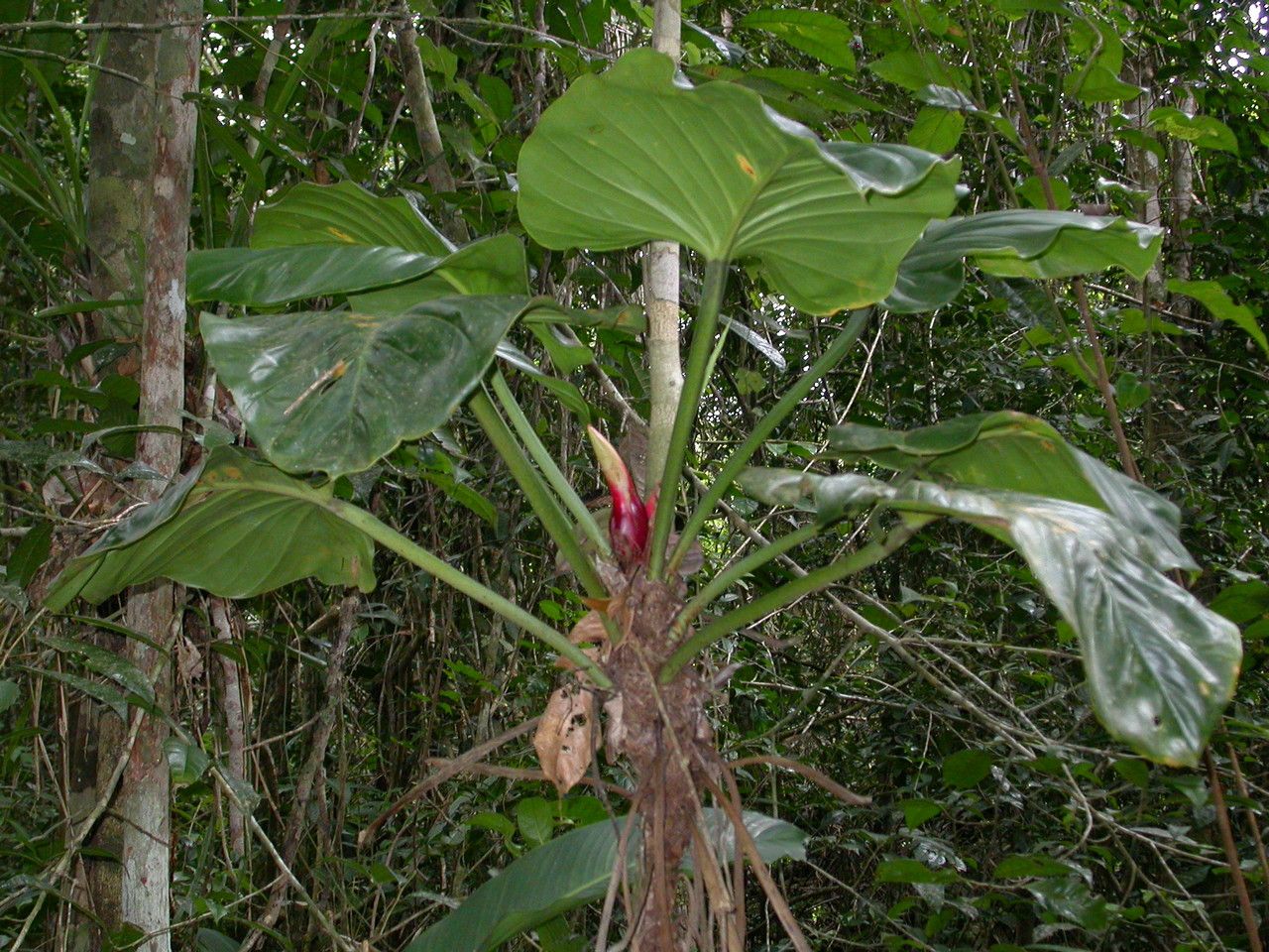 Philodendron fragrantissimum