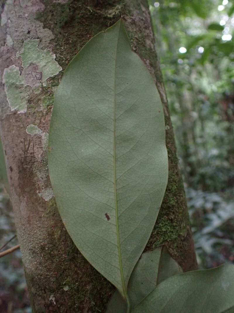 Xylopia quintasii — houseplant care guide