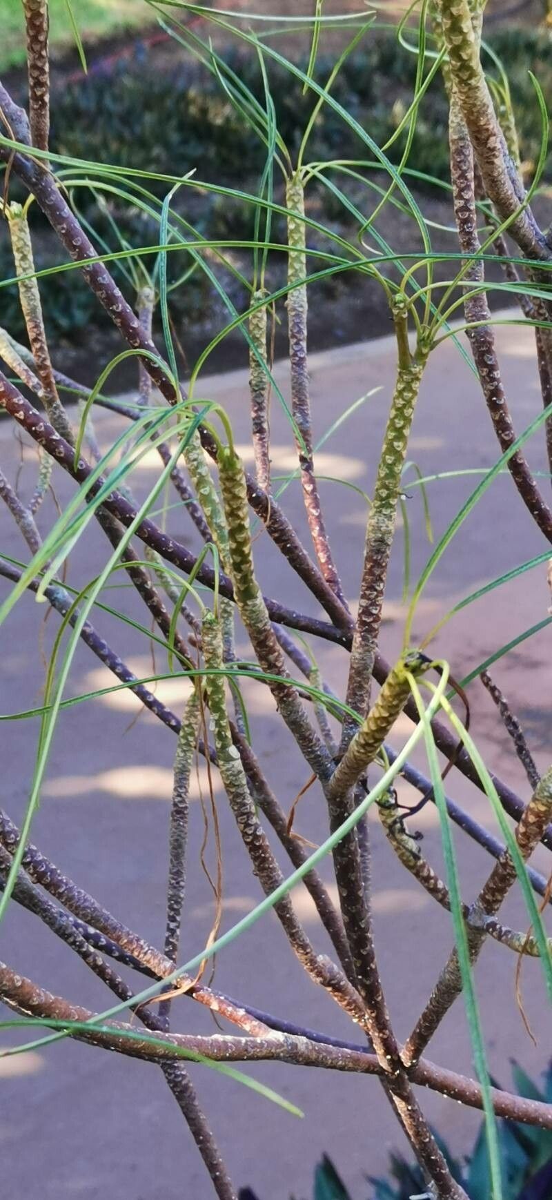 Plumeria filifolia bark