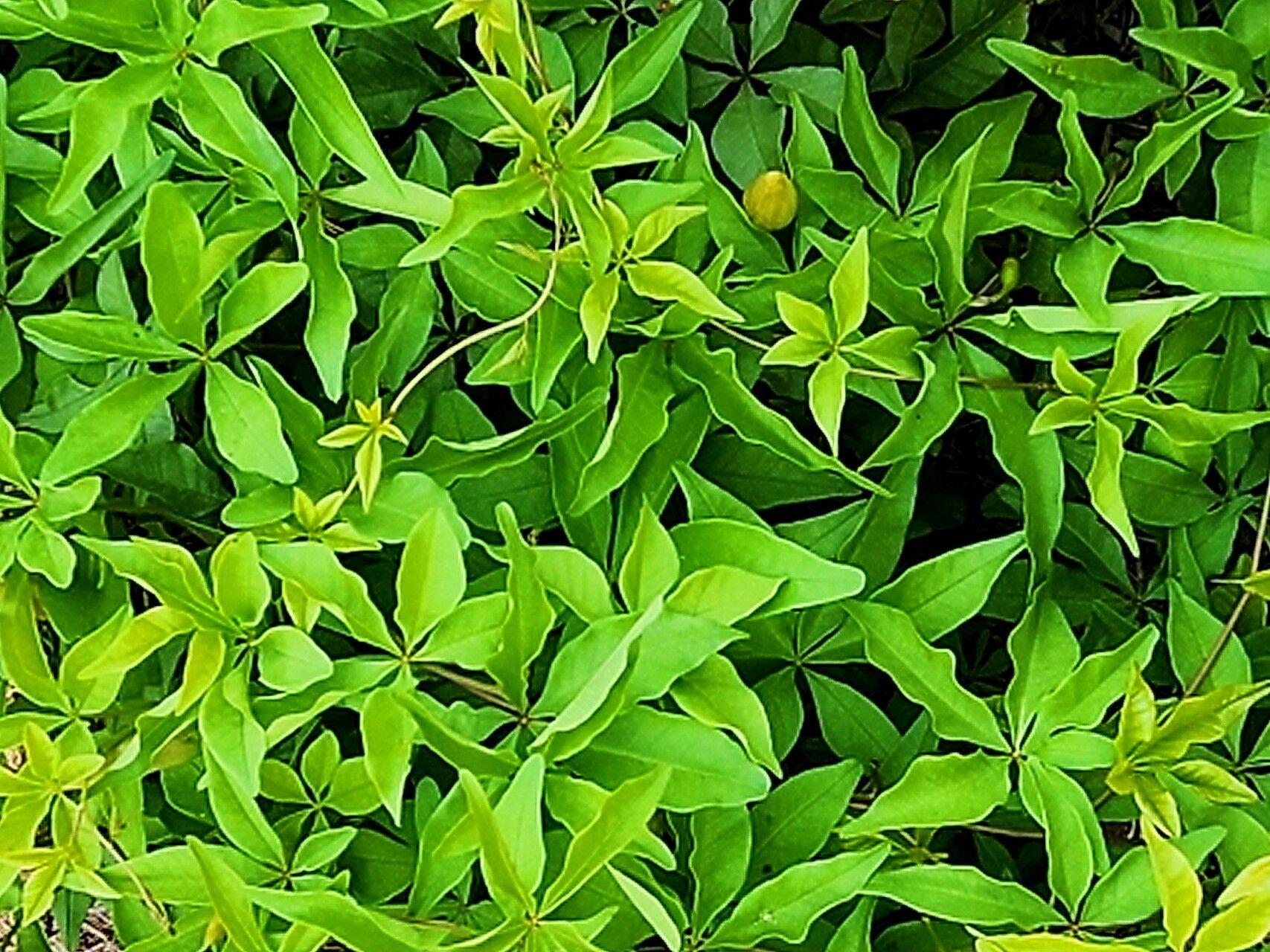 Distimake aureus — related species from the same genus