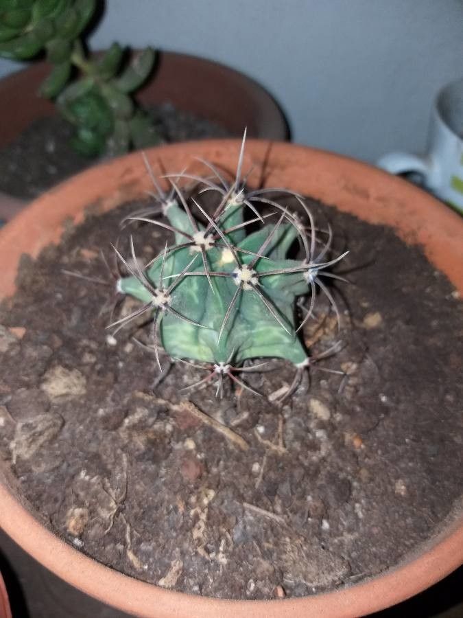 Ferocactus emoryi flower