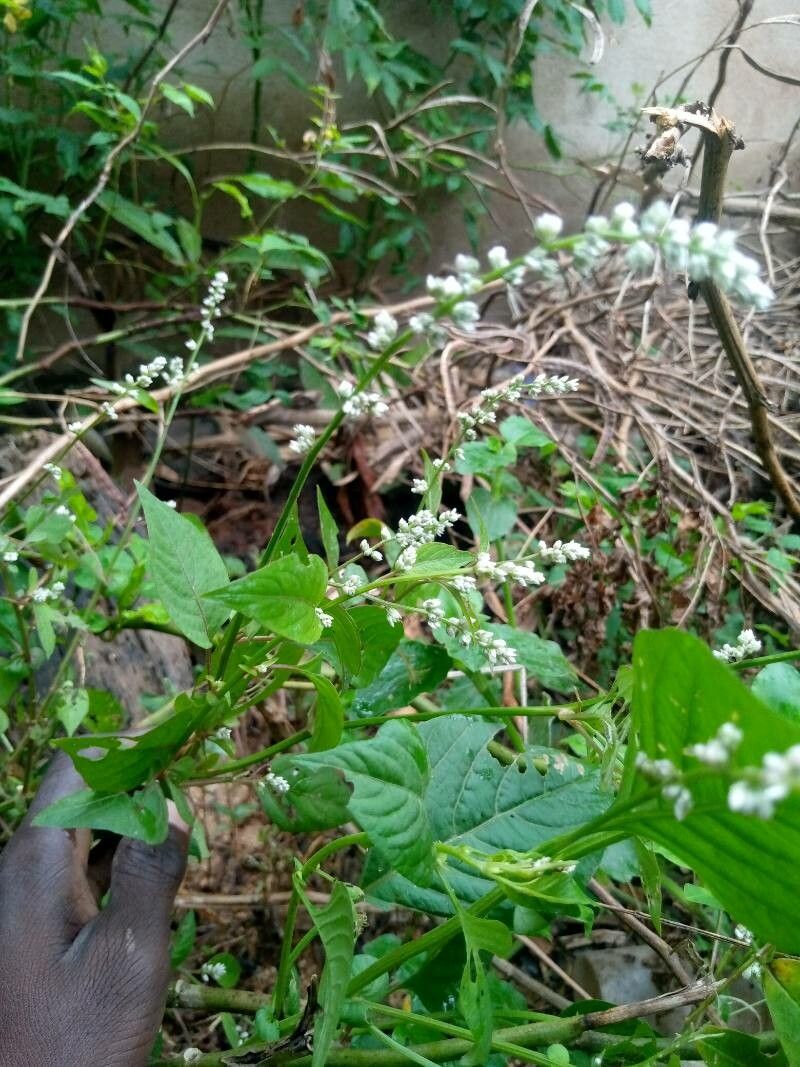 Celosia trigyna flower