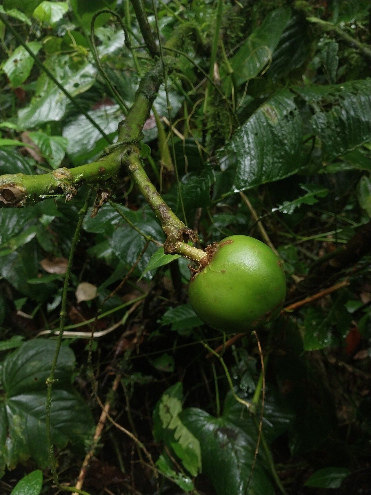 Solanum abitaguense fruit