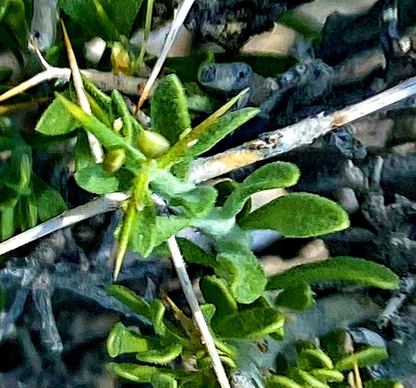 Rhinotropis acanthoclada — related species from the same genus