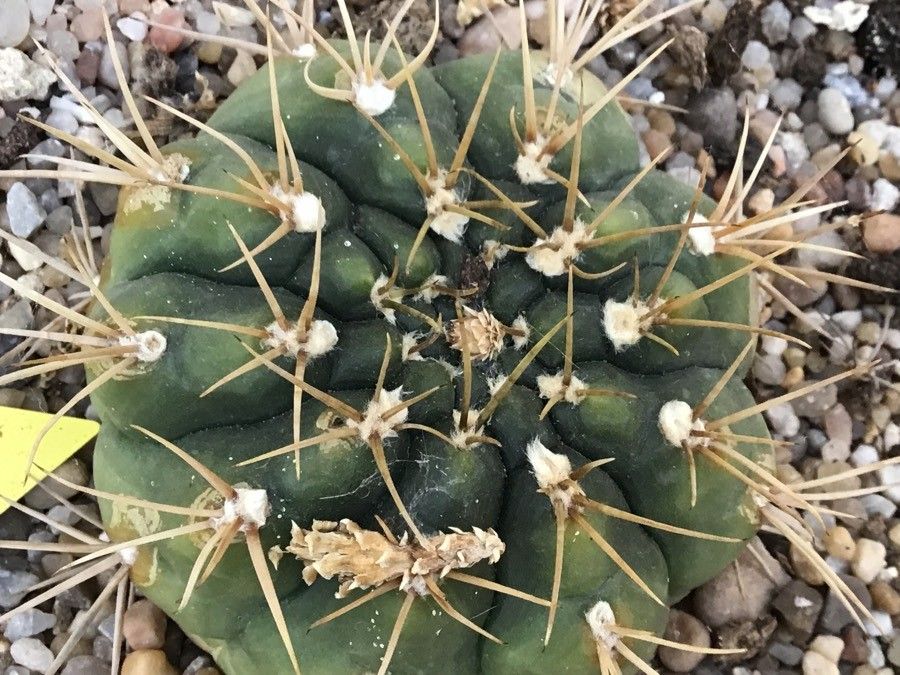 Gymnocalycium ochoterenae — search result for 'Gymnocalycium'