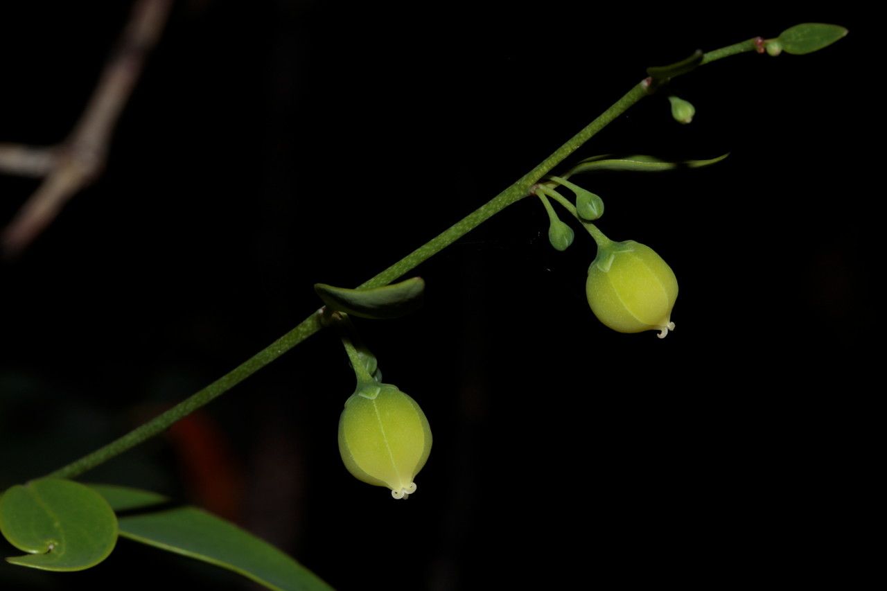 Phyllanthus serpentinus — houseplant care guide