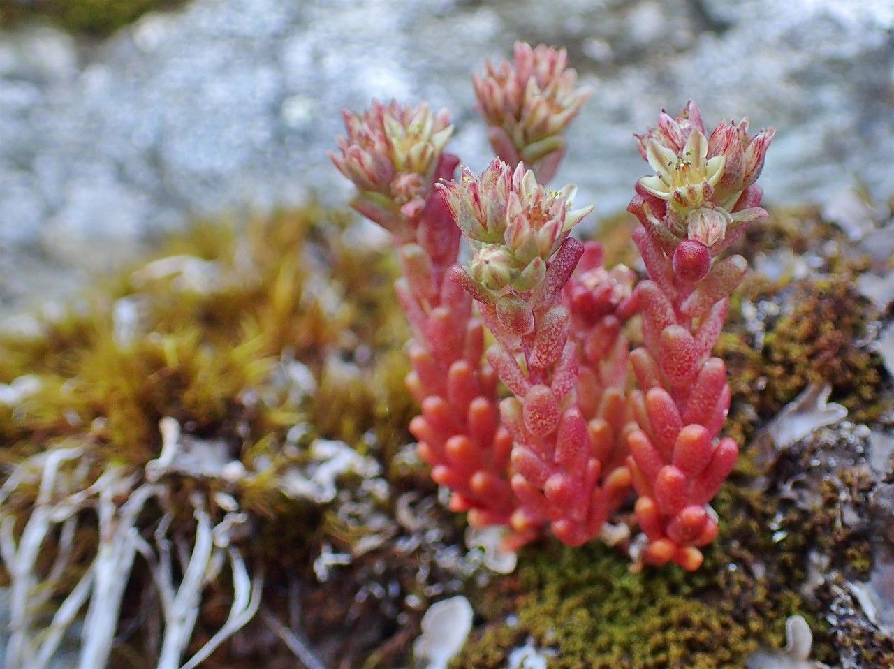 Sedum atratum fruit