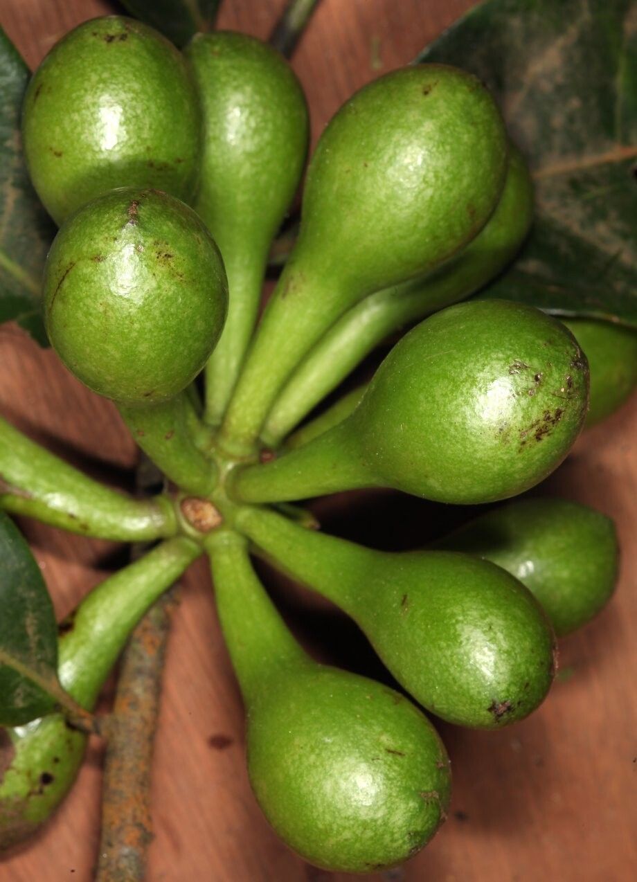 Artabotrys jollyanus — houseplant care guide