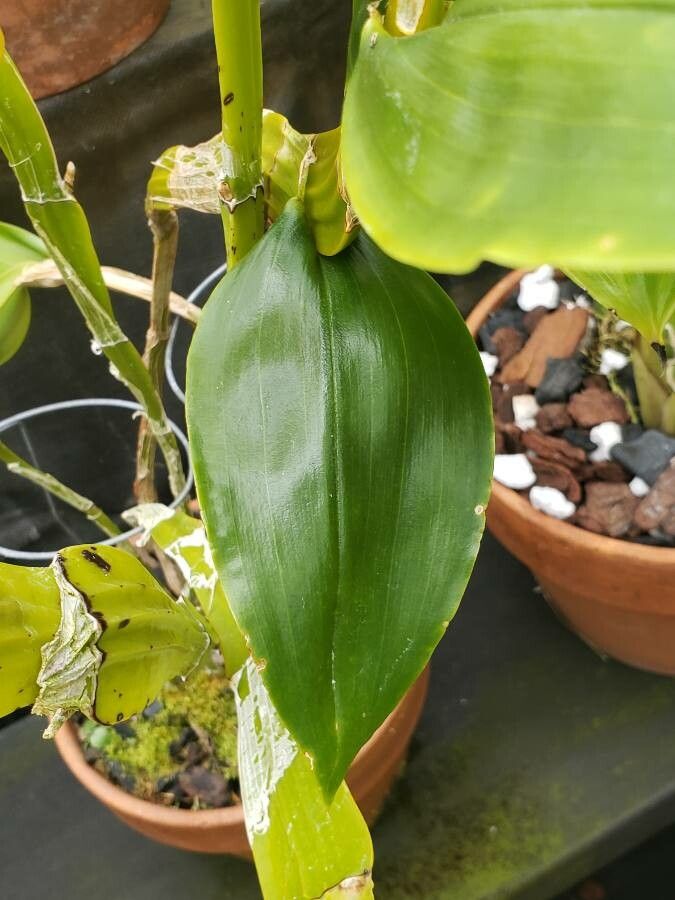 Dendrobium sulcatum — search result for 'Orchidaceae'