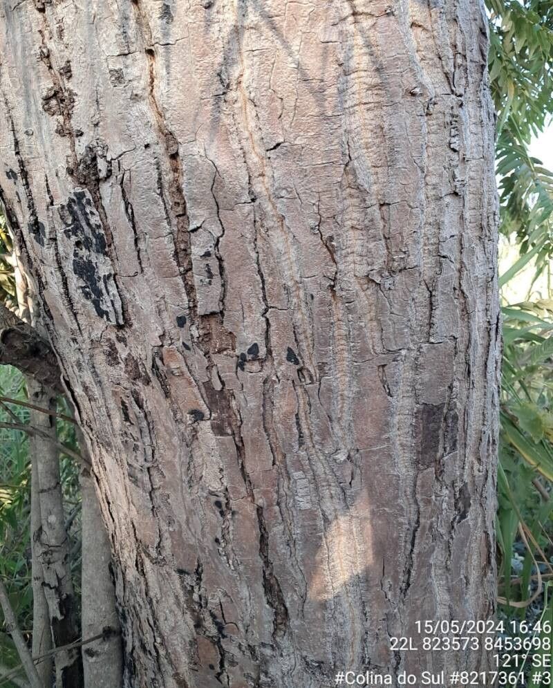 Pseudobombax longiflorum bark
