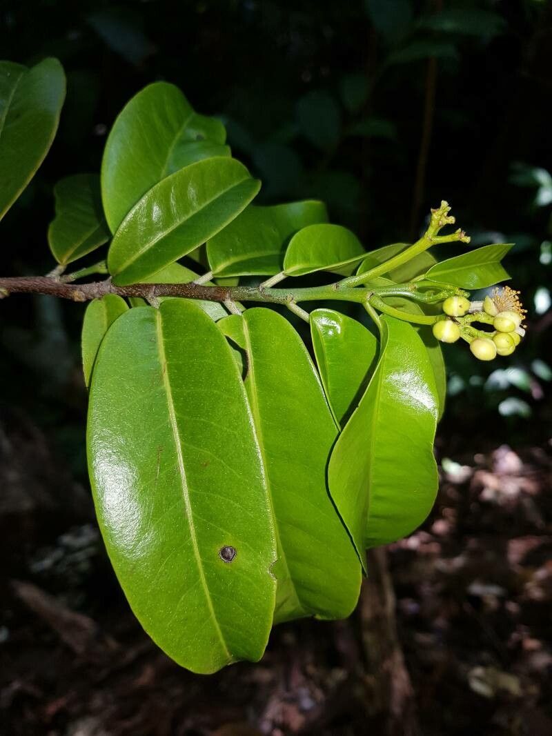 Casearia povedae — houseplant care guide