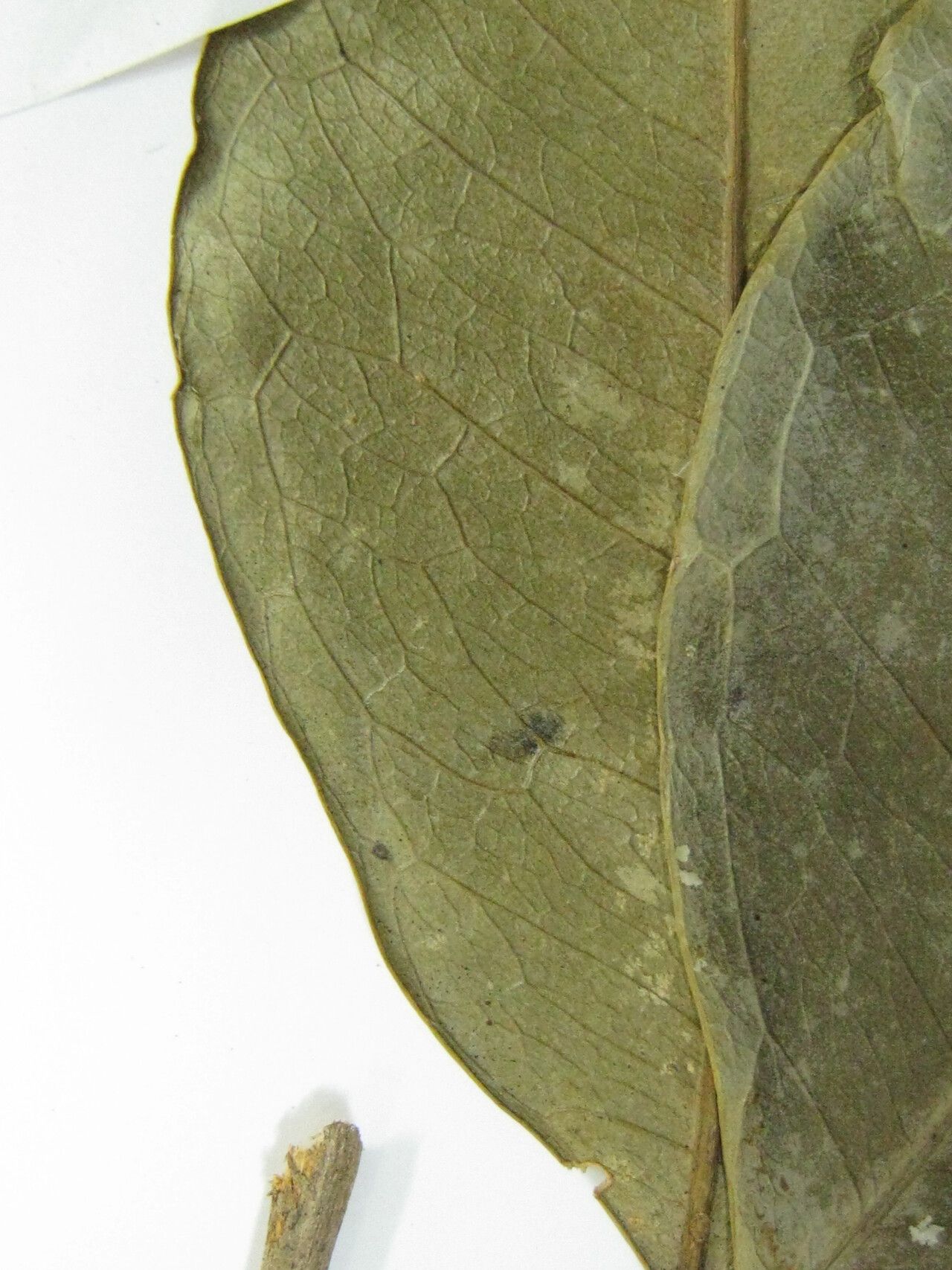 Jupunba mataybifolia other