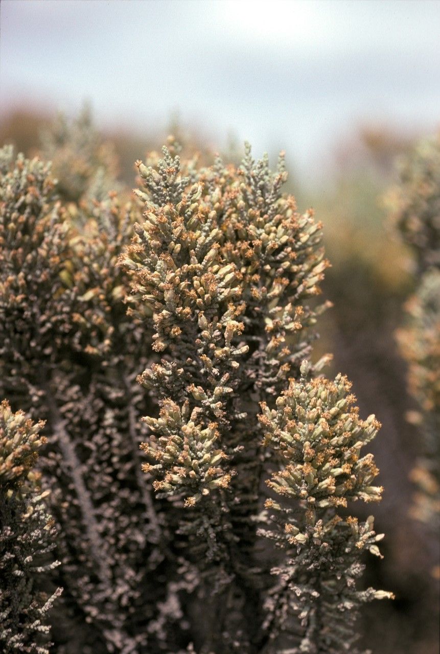 Lepidophyllum cupressiforme — houseplant care guide