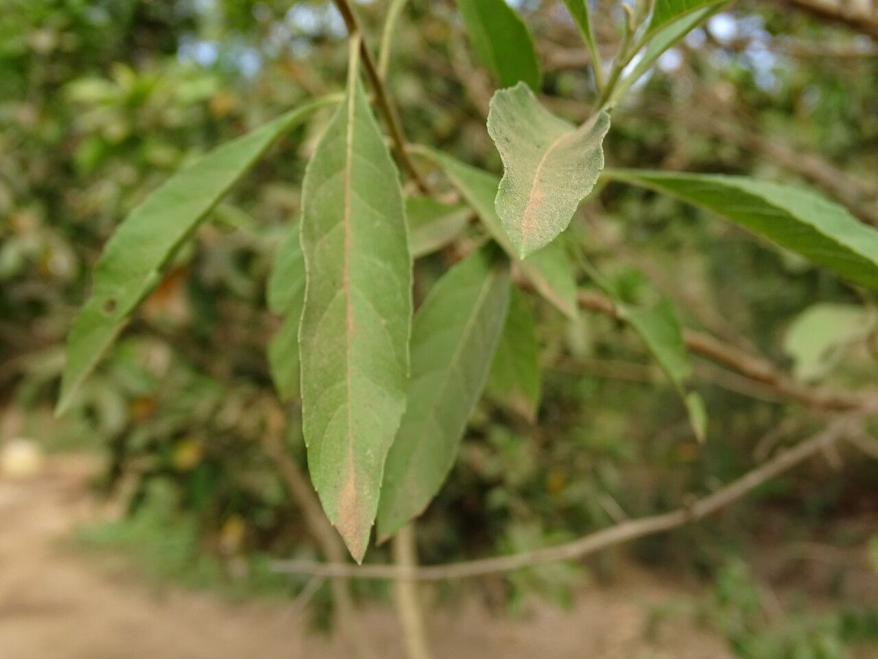 Vernonia colorata — search result for 'Vernonia'