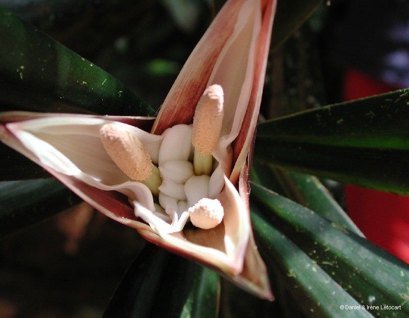 Freycinetia spectabilis fruit