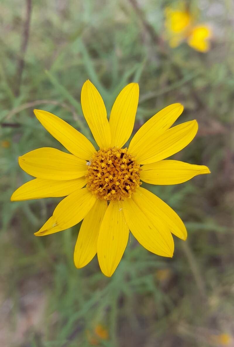 Aldama tukumanensis flower